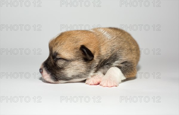 Ten days old puppies of the Welsh Corgi Pembroke