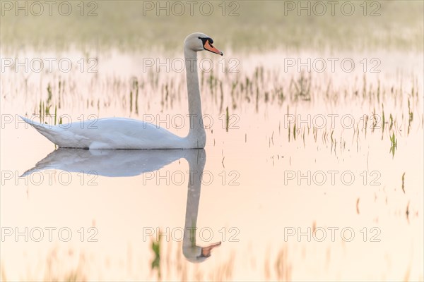 Mute swan