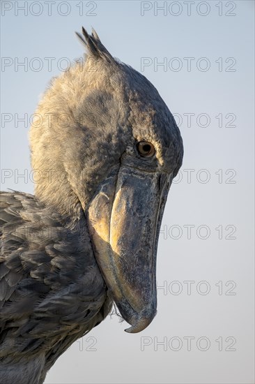 Shoebill