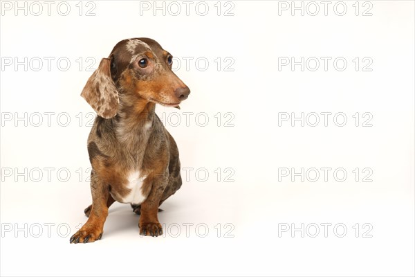 Miniature rabbit dachshund