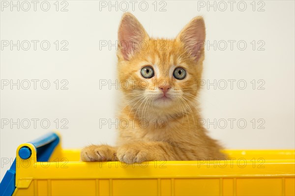 Young cat posing in the home studio on a white background. Inside