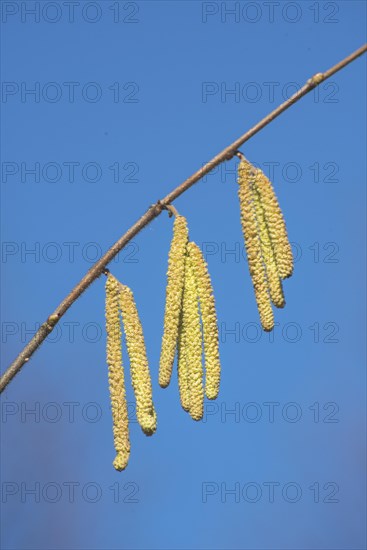 Common hazel