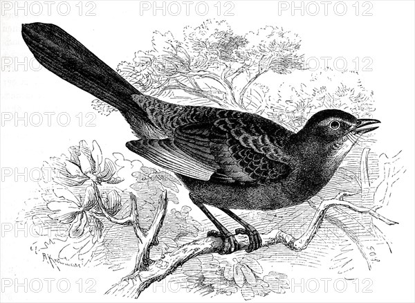 Bird