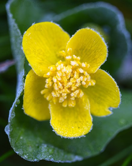 Marsh marigold