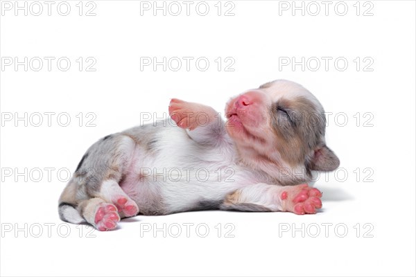 Ten days old excellent puppies of the Welsh Corgi Pembroke