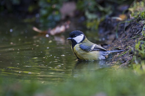 Great Tit