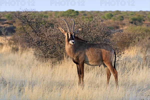 Roan antelope