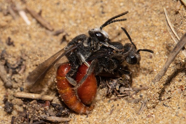Giant blood bee two animals mating on top of each other sitting on sand right view