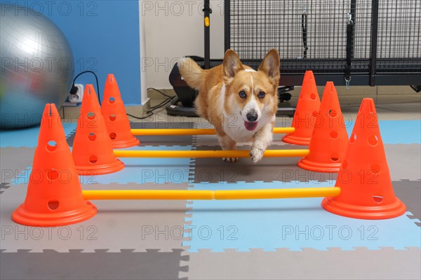 Dog rehabilitation under human care. Animal health