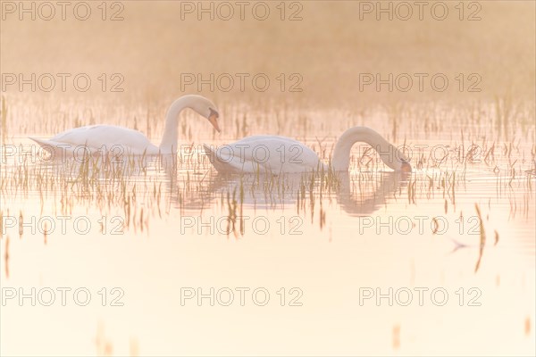 Two mute swans