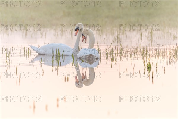 Two mute swans