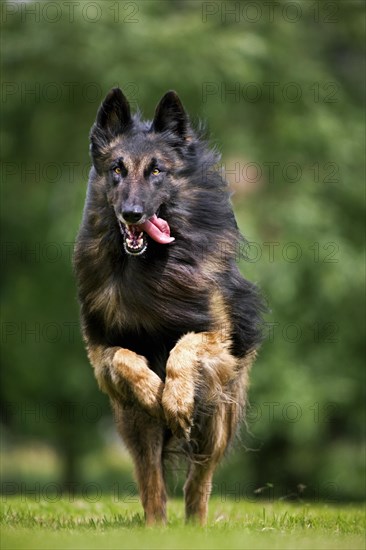 Belgian Shepherd Tervuren