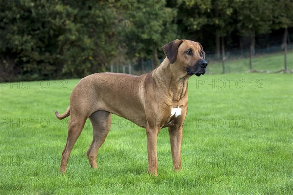 Rhodesian Ridgeback