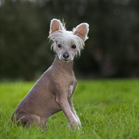 Chinese crested dog