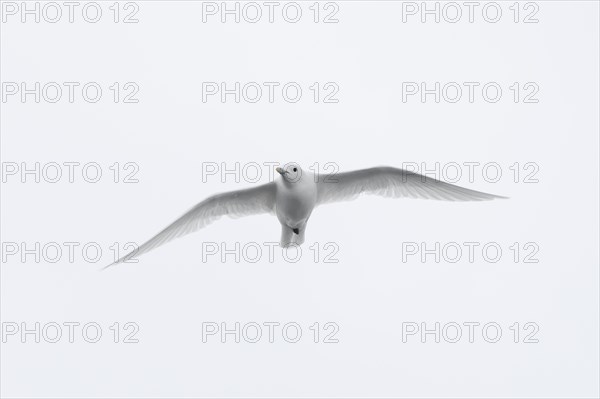 Ivory gull