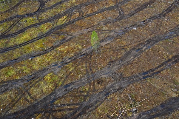 Solitary tree in clearcut showing caterpillar tracks