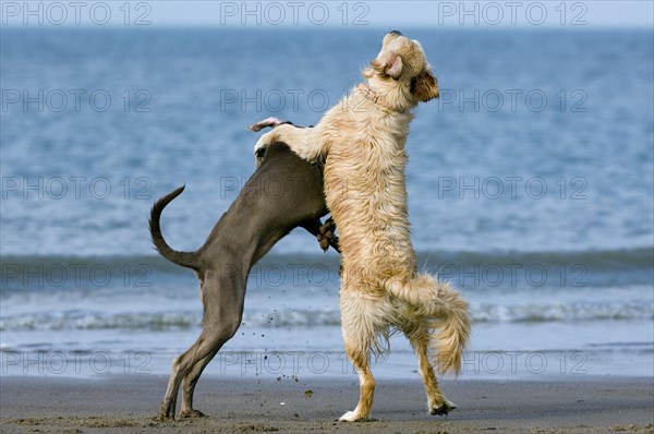 Golden retriever