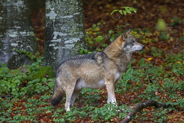 Well-fed European grey wolf