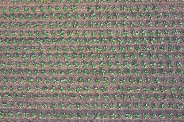 Aerial view over white cabbage field showing rows of Dutch cabbages