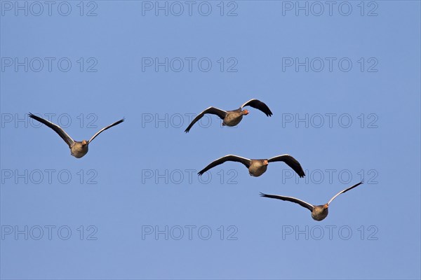 Greylag goose