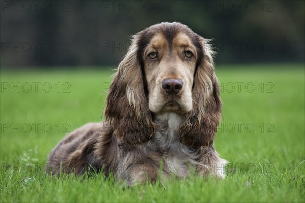 English Cocker Spaniel in garden
