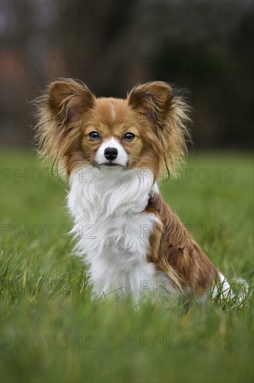 Papillon dog
