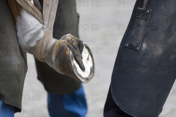 Horse hoof is newly impounded