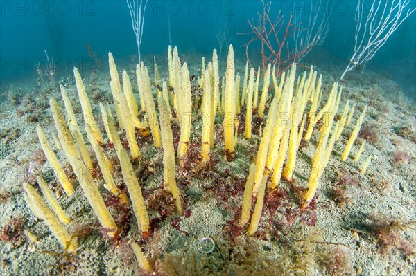 Brush sponge Ciocalypta penicillus