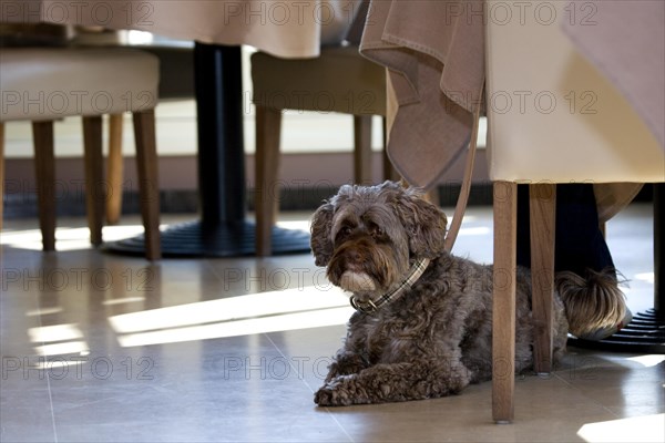 Tibetan terrier dog resting on the floor in restaurant