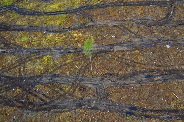Aerial view over clearcut showing caterpillar tracks