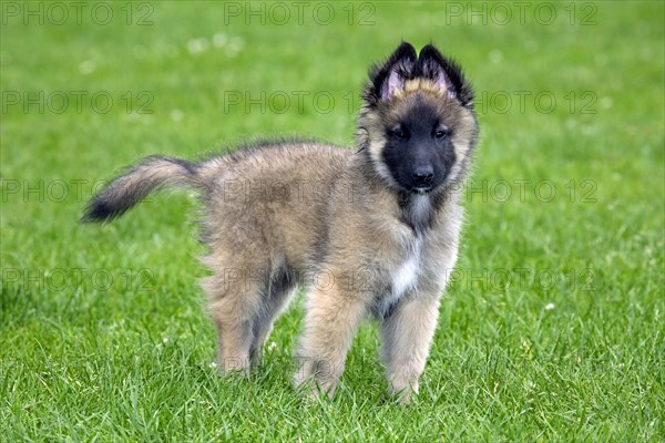 Young Belgian shepherd Tervueren