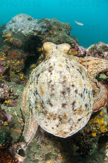 Octopus vulgaris