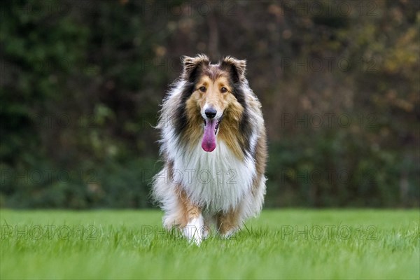 Rough Collie