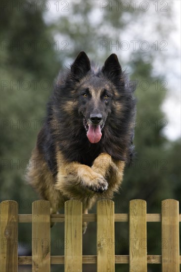 Belgian Shepherd Tervuren