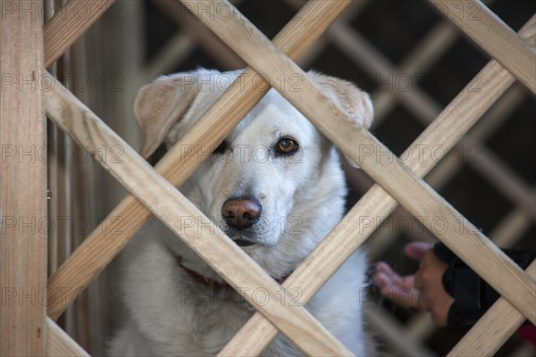 Golden retriever dog looking through barrier