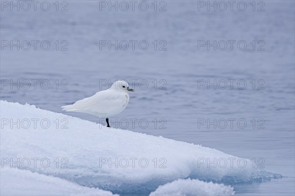 Ivory gull