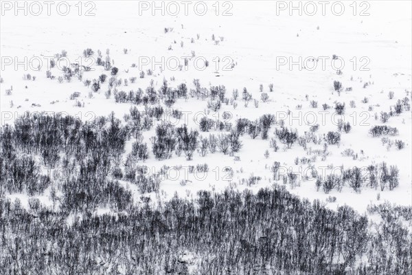 Aerial view over birch trees in the snow of taiga