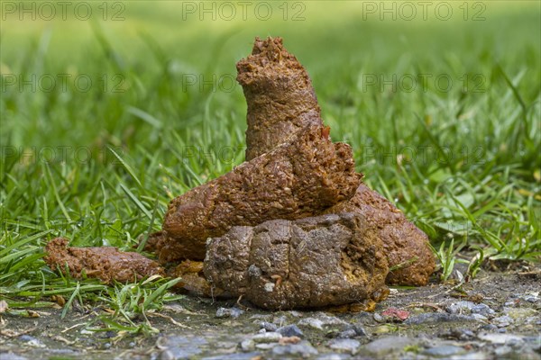 Close up of fresh dog poop on garden lawn