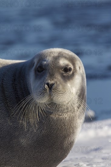 Bearded seal
