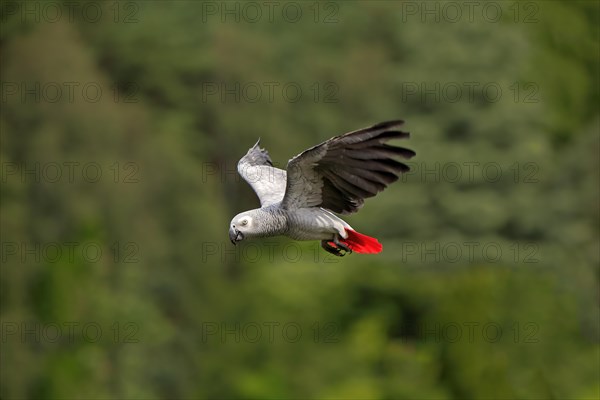 Grey parrot