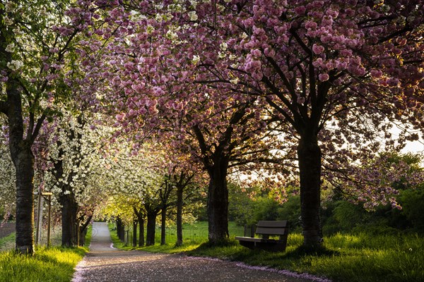 Landscape in spring, an avenue with blossoming cherry trees in pink and white at the golden hour in the evening. There is a bench at the edge of the path. Plankstadt, Baden-Wuerttemberg, Germany, Euro...