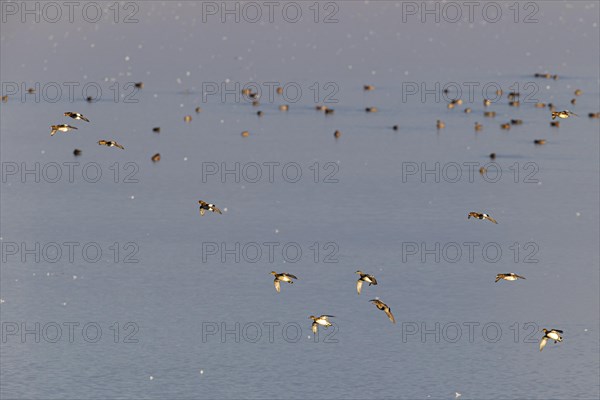 Eurasian wigeon