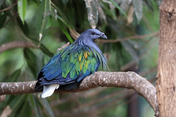 Nicobar pigeon