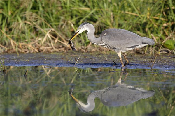 Grey heron