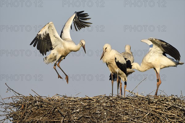 White stork