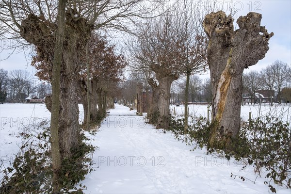 Cultural Monument Kloppendiek, The Kloppendiek, a path with centuries-old oaks, presumably the old processional route of the Catholics who went on pilgrimage from Groenlo and Eibergen in the Netherlan...