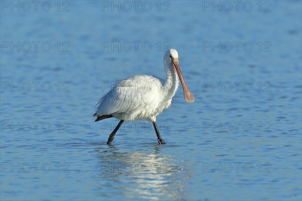 Eurasian spoonbill