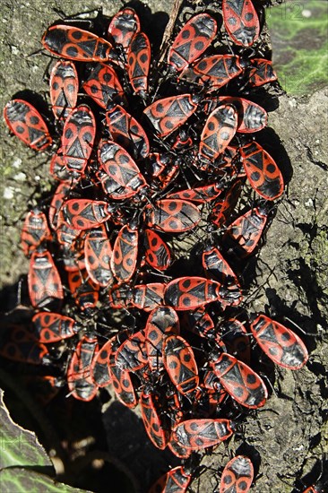 Fire bugs