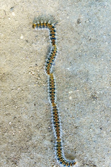 Group of processionary caterpillars in a row dangerous pest for animals and plants