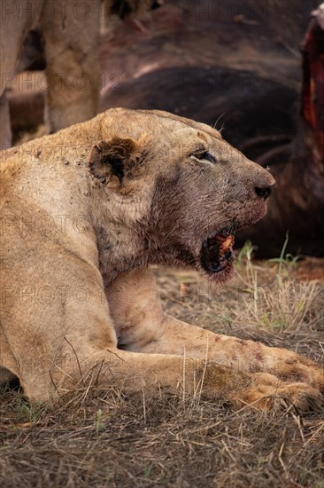 A lion eats a previously hunted water buffalo in the savannah. Beautiful detailed image of a female lion in Tsavo East National Park, Kenya, East Africa, Africa